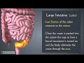 Digestive System Quiz