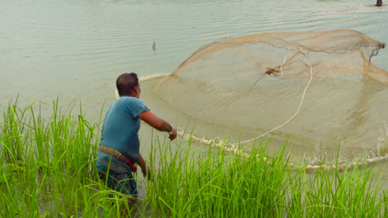 Net Fishing Best Cast Net Fishing in Village Asian Traditional Cast