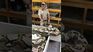 Momma Python Almost Bit Me!😱😳 #amazing #snake #mom #videos #wow #mylife #crazy Wealth