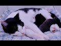 Mama Gaia and Kittens | 3 Weeks Old!! | The wobbly phase!