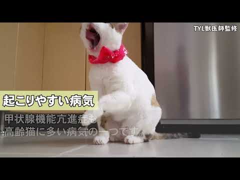 シニア猫の適切なケア方法7選|10歳からの健康管理ガイド