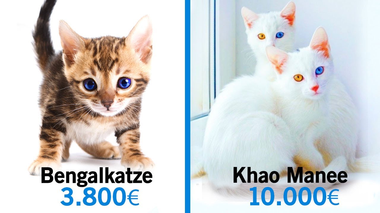 Kosten Katze Kosten Katze