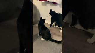 Riley And Snotty Are Really Turning Up The Play Fighting For Real