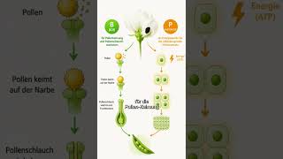 Ackerbohnen und Co. - Jetzt die Blüte fördern #düngung #blattdünger #biostimulanzien
