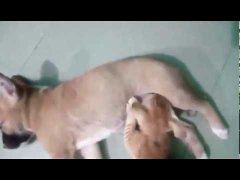 480px x 360px - Dog and Cat's sex video - YouTube