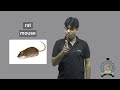 Rat | ISL