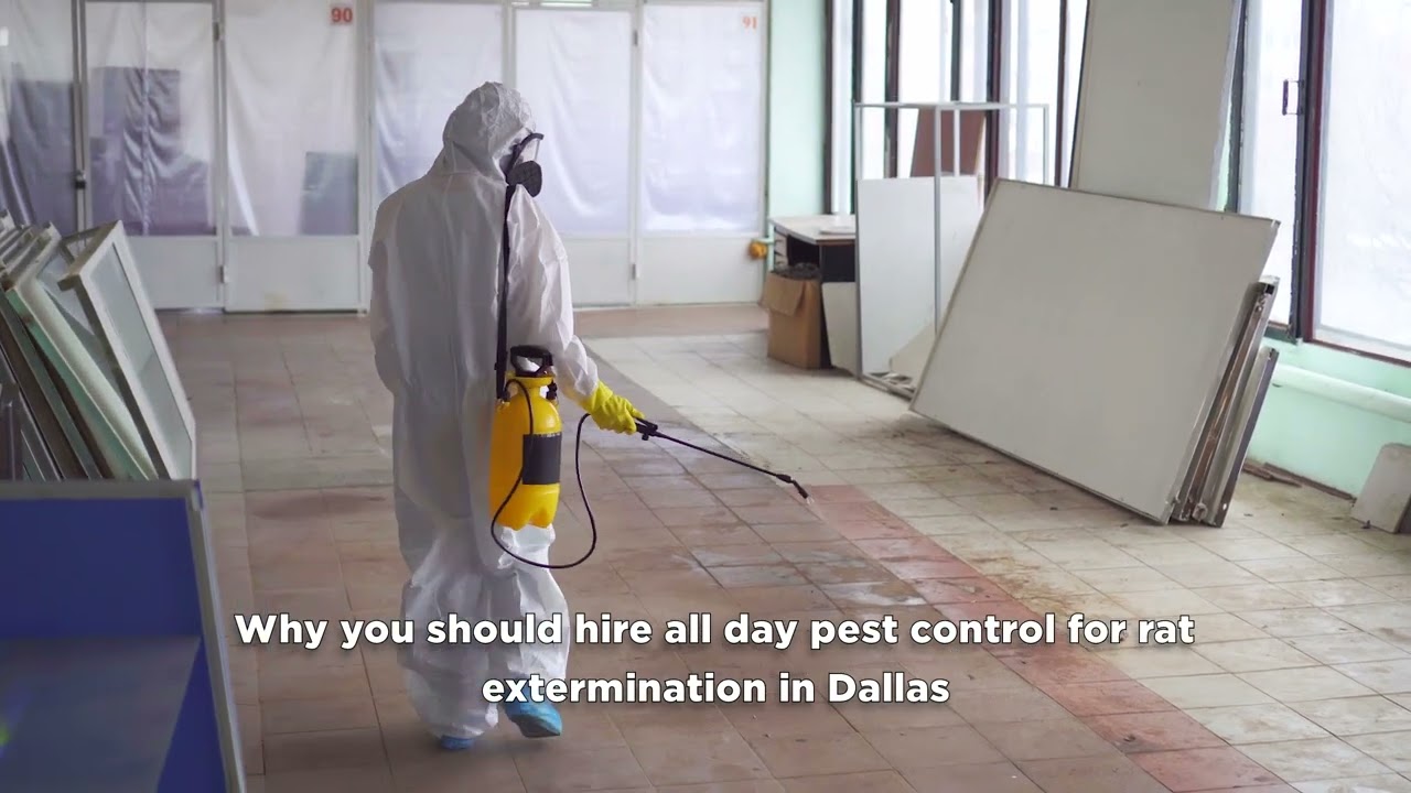 Rat Exterminator in Dallas | Get Rid of Rats