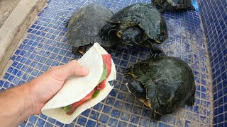 Doy De Comer Tacos Mexicanos A Mis Tortugas De Agua Y Esta Es Su Reacción