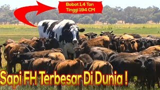 Sapi Terbesar Dan Tertinggi Di Dunia !!, Tapi Tidak Laku..!!???