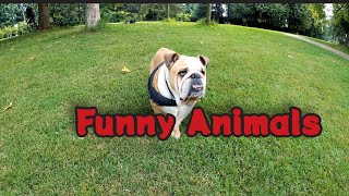 Funny Animals