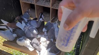 Feeding Post Race 12% Grain to Birmingham Roller Pigeons