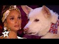 Judges cry over emotional dog magic act on britains got talent 2020  magicians got talent