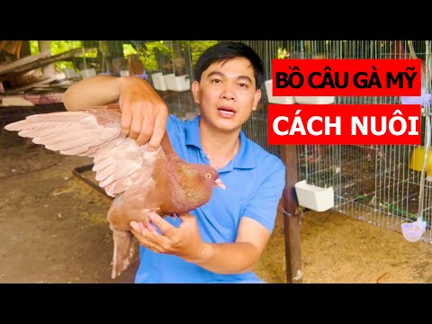 Video Phương pháp nuôi bồ câu Gà Mỹ từ A đến Z, Điểm quan... - youtube