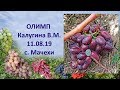 Виноград 2019  Виноград Олимп  Новый виноград