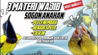 MEWAH‼️ MASTERAN SOGON ANAKAN 3 MATERI WAJIB | PLECI NEMBAK KENARI SPEED CILILIN #sogon #sogongacor