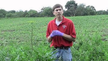 Wild Parsnip,  identification of the Wisconsin Invasive Species Pastinaca sativa