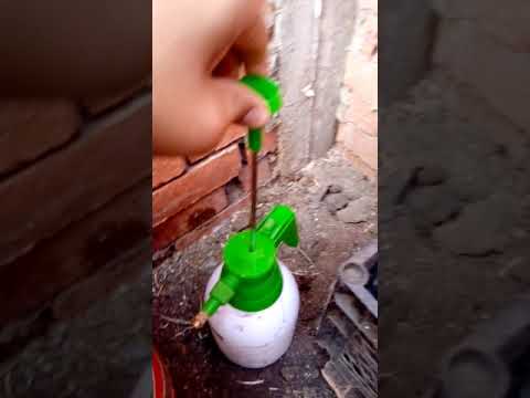 زراعه الطماطم في المنزل من البذور