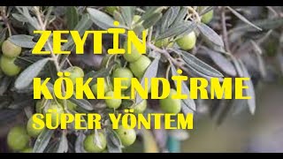 Zeyti̇n Köklendi̇rme.. Süper Yöntem