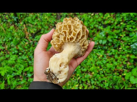 Morilles 🥰 Cueillette
