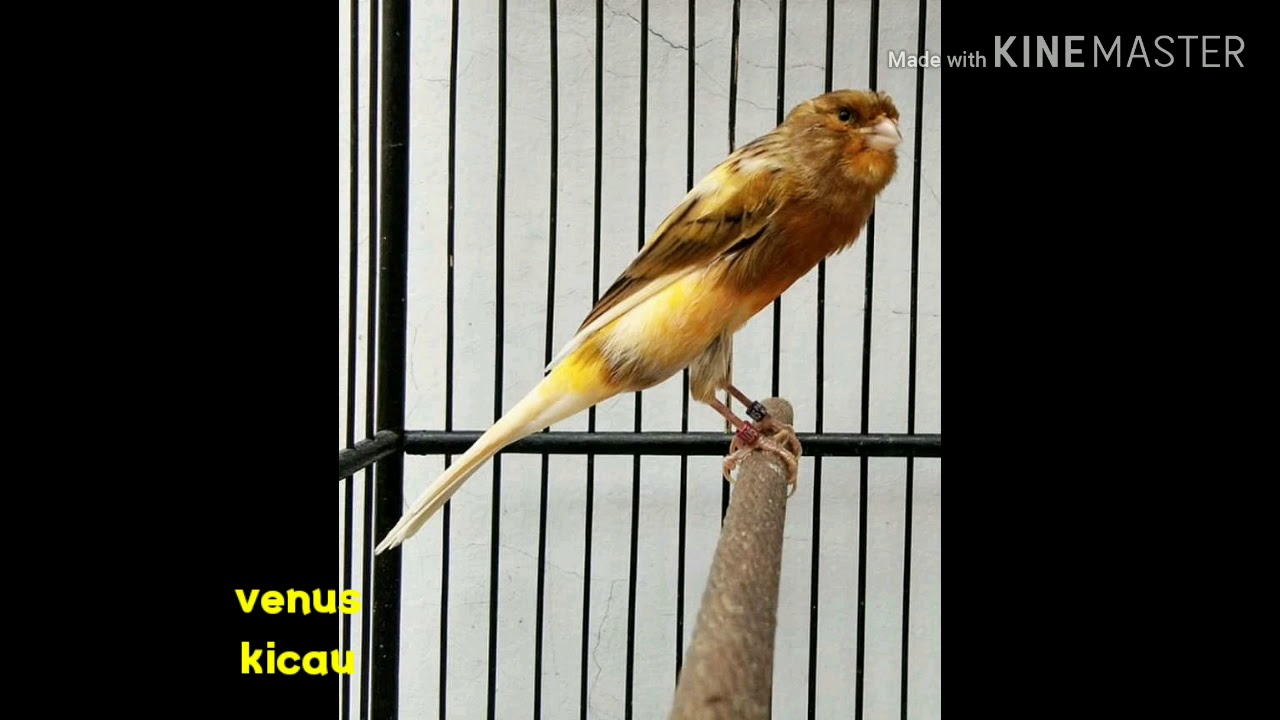 Foto2 burung kenari bagus sedang bunyi 