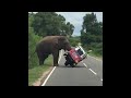 Elephant tips over tuk tuk in search of food  viralhog