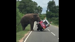 Elephant Tips Over Tuk Tuk In Search Of Food Viralhog