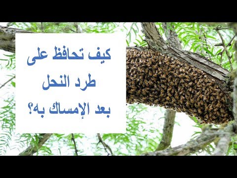 فيديو: كيف تحافظ على النحل