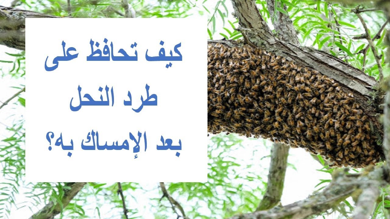طريقة المحافظة على طرد النحل بعد الإمساك به لئلا يهرب