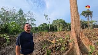 Download Lagu Ke Kebun melihat perkembangan pembukaan Tanah baru untuk menanam Sawit MP3 Download Lagu Ke Kebun melihat perkembangan pembukaan Tanah baru untuk menanam Sawit MP3