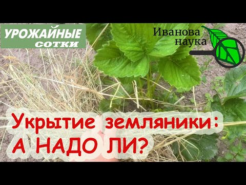 УКРЫТИЕ САДОВОЙ ЗЕМЛЯНИКИ