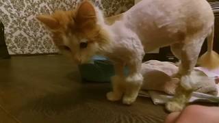 Кот из приюта Кот из приюта