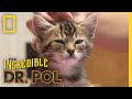 The Story of a Chicken and a Kitten | The Incredible Dr. Pol