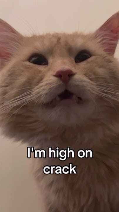 Im Mister White Christmas Im High On Crack I'm Mr. White Christmas #shorts #cat - YouTube