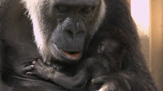 ゲンキママの母性愛💗赤ちゃんを抱きかかえてキッス【京都市動物園】