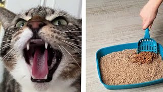 THINGS CATS HATE THE MOST - Cats HD TV by Cats HD Tv 1 view 3 years ago 3 minutes, 1 second
