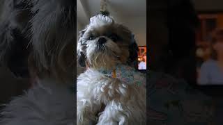 Sophie The Two year old shih tzu