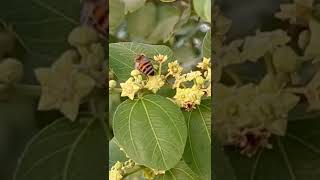 النحل يجمع رحيق العسل من وردة السدر ، والخضيري يأكل النحل السارح