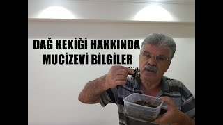 DAĞ KEKİK %99 HASTALIĞA İYİ GELİYOR