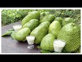 Beneficios de la Guanabana para La Salud- HogarTv por Juan Gonzalo Angel