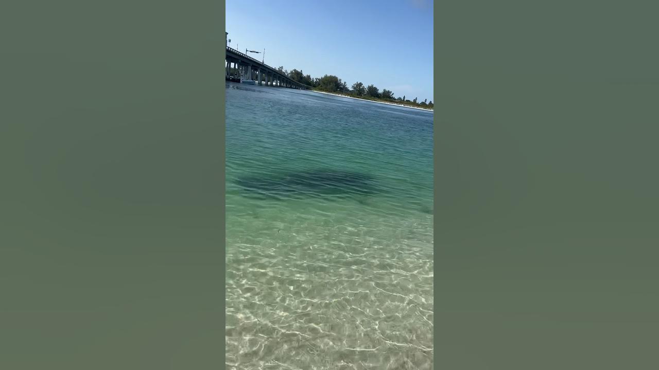 Seen manatees almost every morning on the beach at Anna Maria Island
