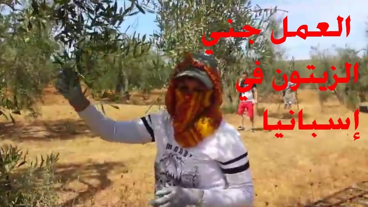 جني الزيتون في اسبانيا 🙄👍وخا قليل داز نهار زين Récolte des olives en Espagne