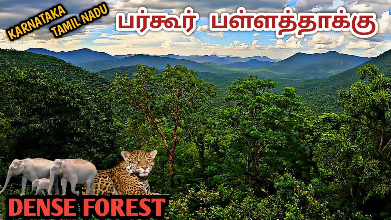 பர்கூர் பள்ளத்தாக்கு 🔥அடர் வனப்பகுதி 🔥🐅🐘Karnataka to Tamil Nadu dense forest road 🔥Reserve forest 