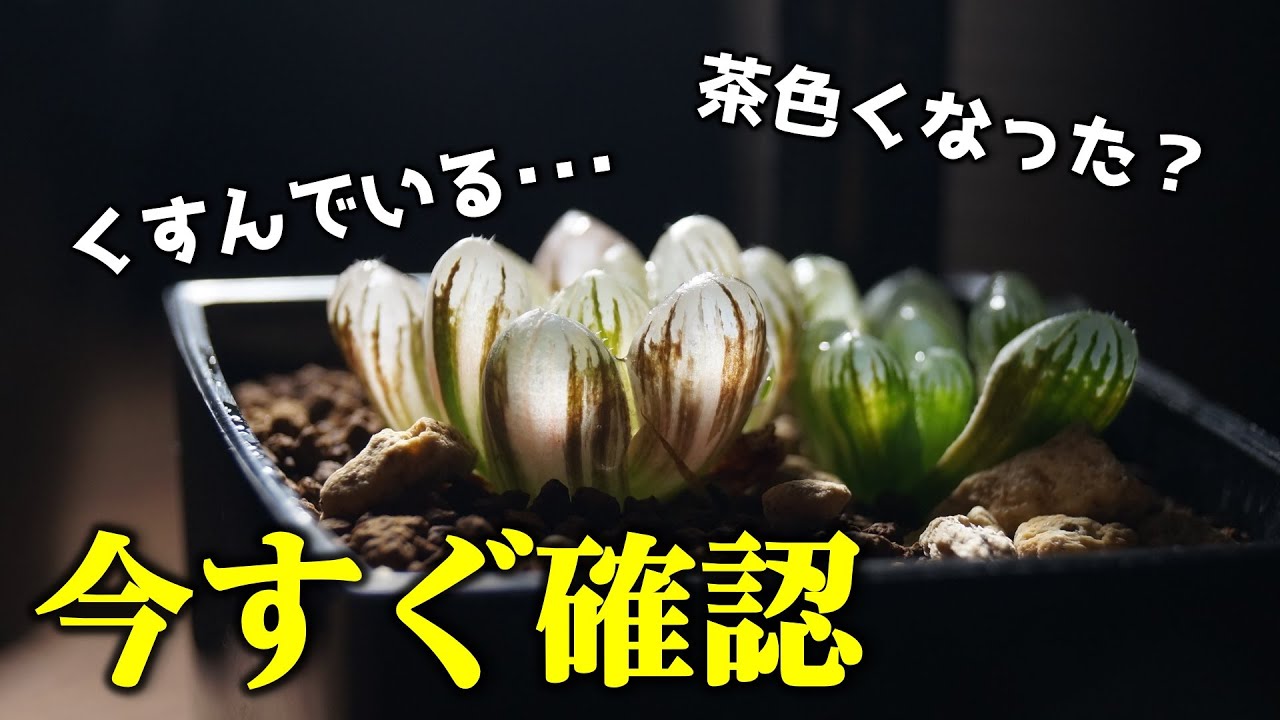 観葉植物の育て方 多肉植物の葉焼けの原因と対処方法 ハオルチアの栽培 ハオルシア Haworthia Youtube 観葉植物の育て方 多肉植物の葉焼けの原因と対処方法 ハオルチアの栽培 ハオルシア Haworthia Youtube