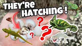 MYSTERY REPTILE EGGS ARE HATCHING ! WHAT ARE THEY ?!