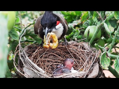 Dead PIGWORM to baby birds | CUCKOO eggs in bulbul Nest | bulbul baby ...