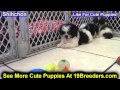 Shih Chon, Puppies For Sale, In, Kent, Washington, WA, Bainbridge Island, Mercer Island, Maple Valle Shih Chon, Puppies For Sale, In, Kent, Washington, WA, Bainbridge Island, Mercer Island, Maple Valle