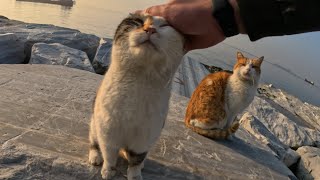 When You Step Onto This Island, Cats Greet You with Meows and Affection by Stray Paws of Istanbul 964 views 1 month ago 3 minutes, 33 seconds