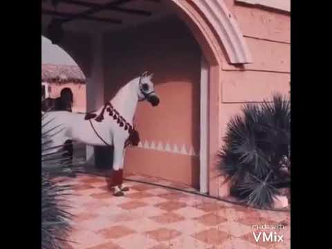 الخيل العربي الاصيل ماشاءالله