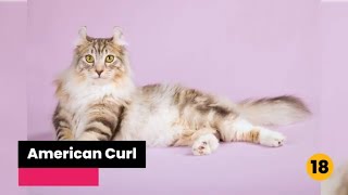 Top 20 Most Expensive Cat Breeds in the World [2022] | [▶] Videos By Code  | #RemotionJs
