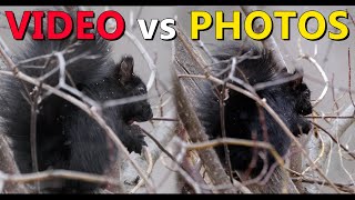 Photography vs Video (What Photographers Need to Understand)